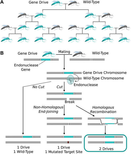 In a gene drive, the drive allele is (almost) always passed on to offspring, instead of the 50% inheritance predicted by Mendelian genetics.