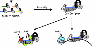 Three anti-CRISPR proteins - AcrF1, 2, and 3 - block Type I CRISPR-Cas systems in different ways. AcrF1 and 2 prevent the Csy complex from binding DNA, while AcrF3 holds off the Cas3 nuclease. Image via Karen Maxwell.