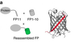The FP11 sliver is a svelte and nimble genetic epitope, but it sticks into the main FP1-10 barrel to localize full GFP fluorescence. Image via Kamiyama et al, Nature Communications 2016.