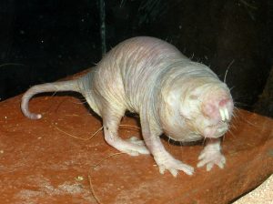 While it's probably not going to win any beauty contests, the naked mole rat has a lot to offer.