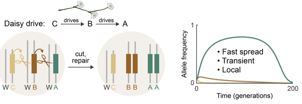 In a daisy chain gene drive, each allele drives the next higher in the chain. The current bottom allele is not driven, so natural selection eventually chews away the daisy chain from the bottom up.