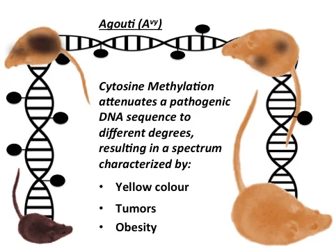 Agouti DNA Methylation